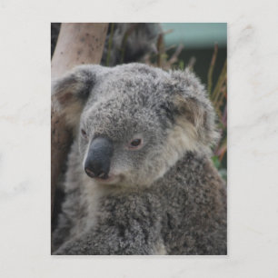 Koala Postcard