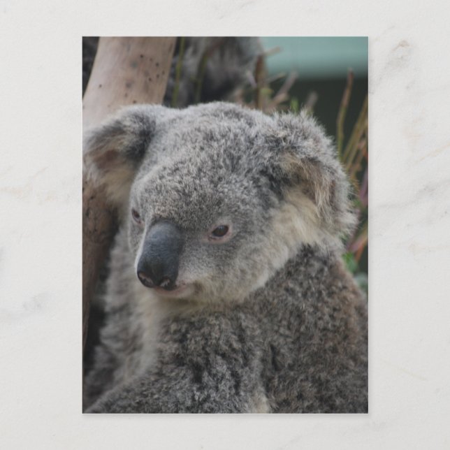 Koala Postcard (Front)