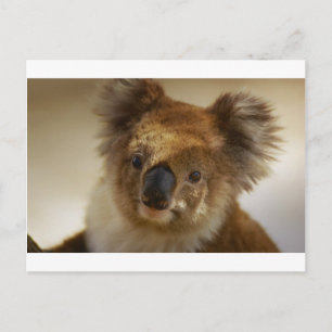 Koala Postcard