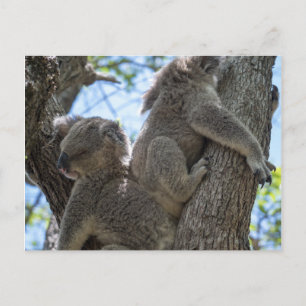 Koala Postcard
