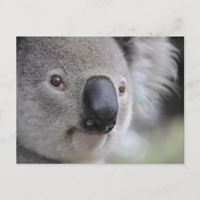 Koala Postcard (Front)