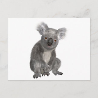 Koala Postcard