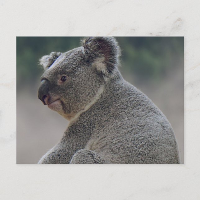 Koala Postcard (Front)