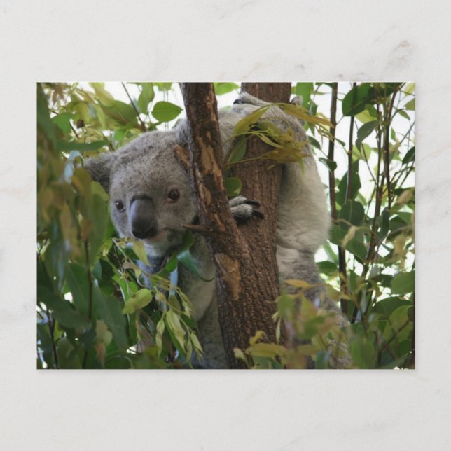 Koala Postcard (Front)