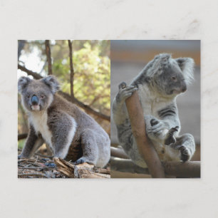 Koala Postcard