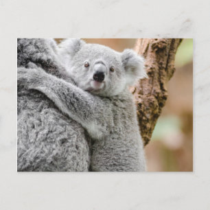 Koala Postcard