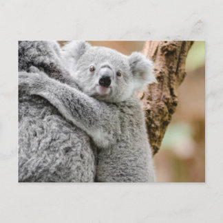 Koala Postcard