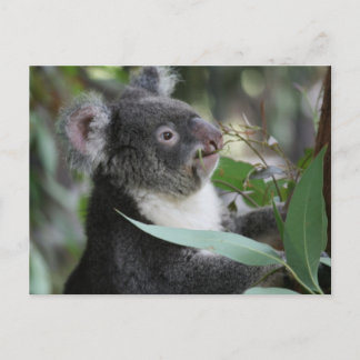 Koala Postcard