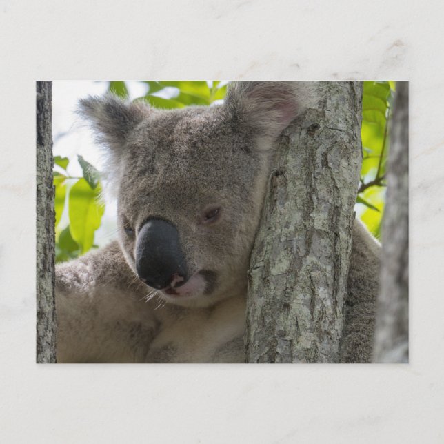 Koala Postcard (Front)