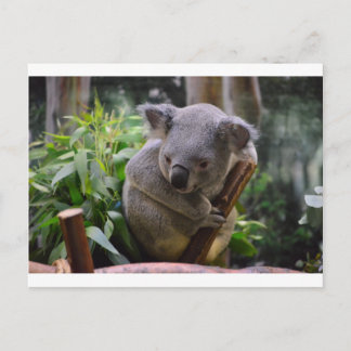 Koala Postcard