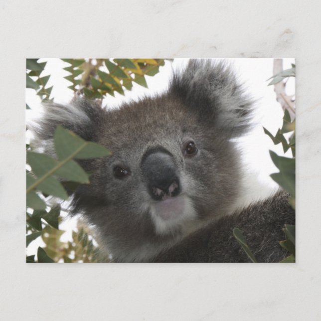 Koala Postcard (Front)