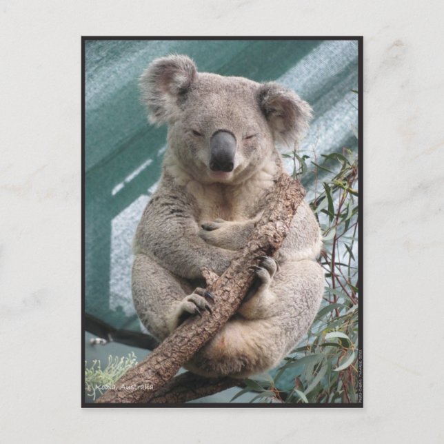 Koala, Postcard, 2013, 4.25" x 5.6" Postcard (Front)