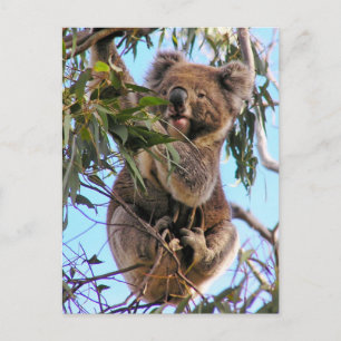 Koala Postcard Australia