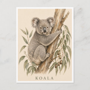 Koala Postcard Bush Edition