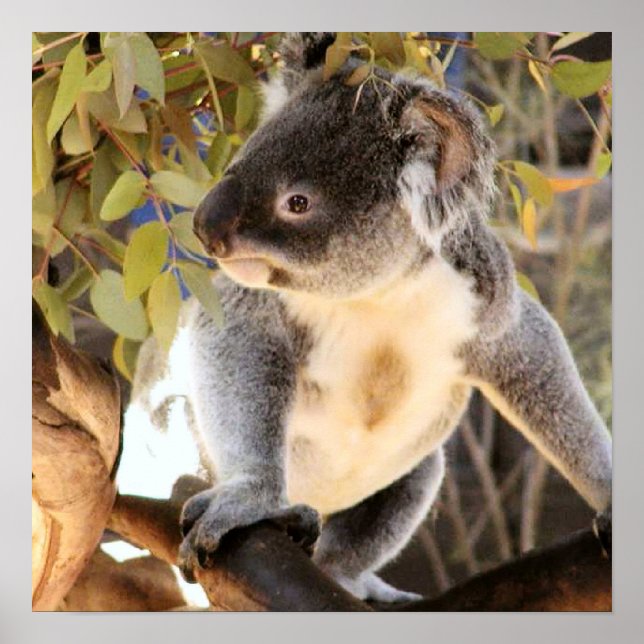 Koala Poster (Front)