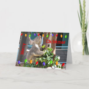 Koala Preparing for Christmas Card