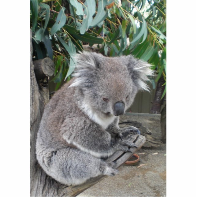 Koala Sculpture Standing Photo Sculpture (Front)