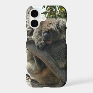 Koala - Sleeping