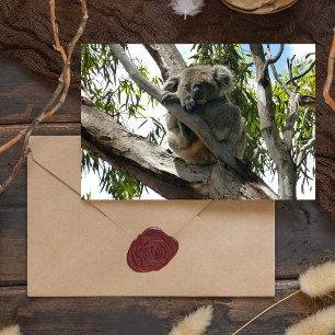 Koala - Sleeping  Holiday Postcard
