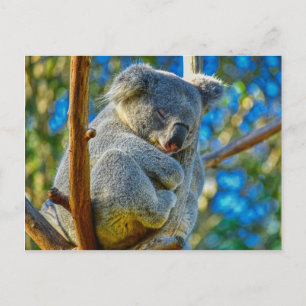 Koala sleeping peacefully in a tree postcard