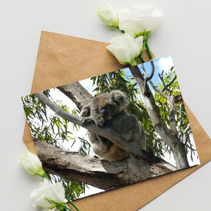 Koala - Sleeping Postcard