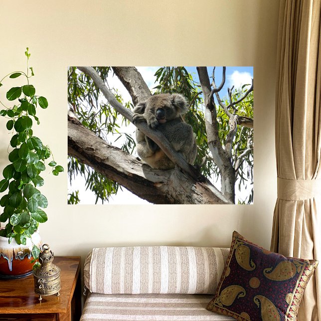Koala - Sleeping  Poster (Creator Uploaded)