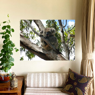 Koala - Sleeping Poster