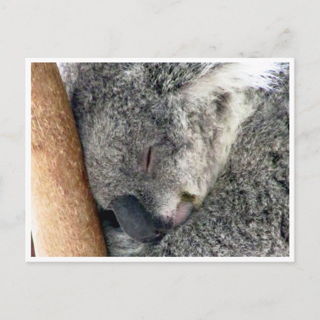 koala sleepy postcard (Front)