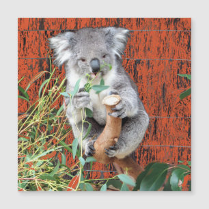 Koala Snack Time Magnetic Card