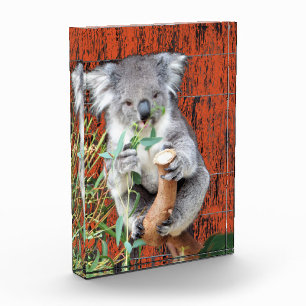 Koala Snack Time Photo Block