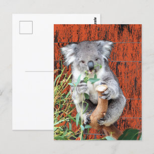 Koala Snack Time Postcard