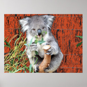 Koala Snack Time Poster