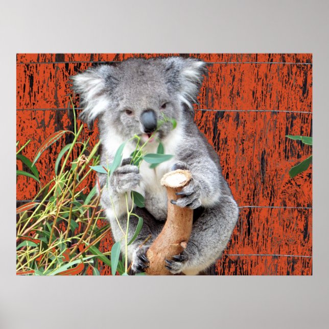Koala Snack Time Poster (Front)