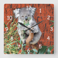 Koala Snack Time