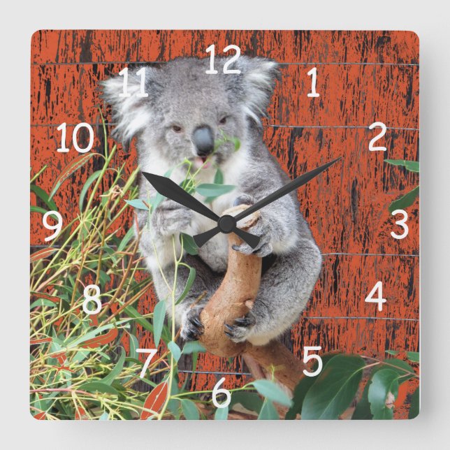 Koala Snack Time Square Wall Clock (Front)