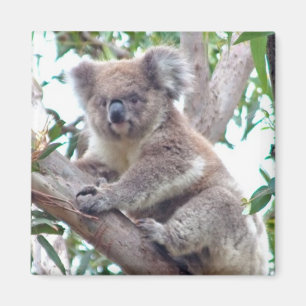 Koala Square Magnet