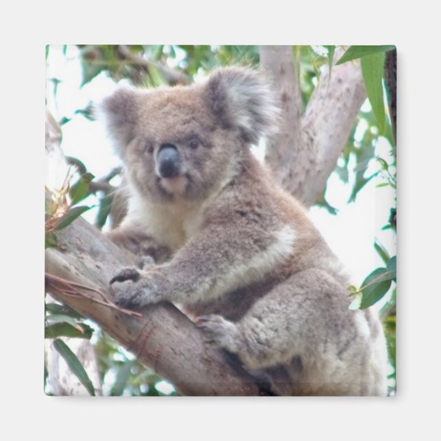 Koala Square Magnet (Front)