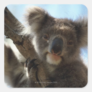 koala square sticker