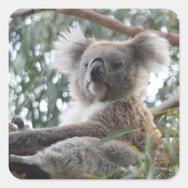 Koala Sticker (Front)