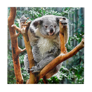 Koala Tile