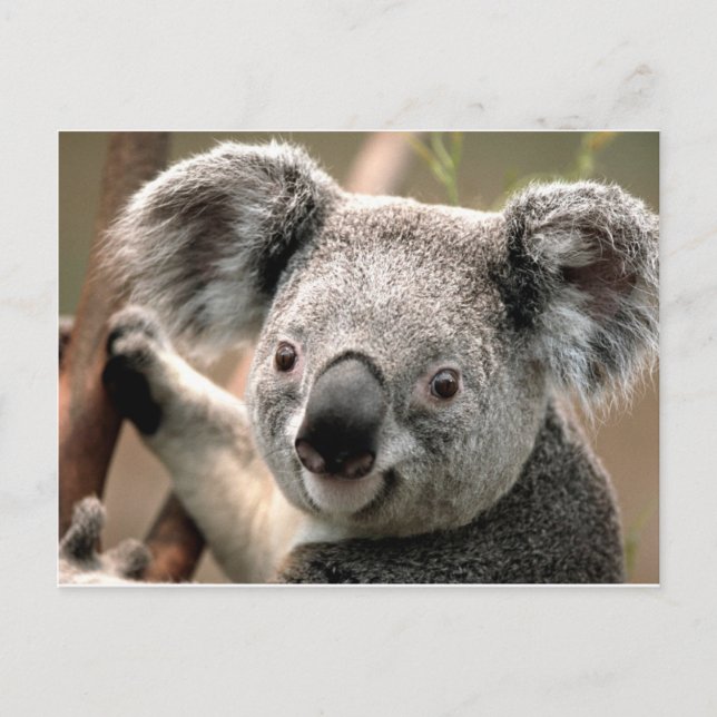 koala un animal unico postcard (Front)