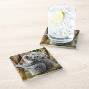 Koala with Baby in a Tree in Australia Glass Coaster