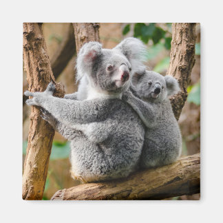 Koala with Baby in a Tree in Australia Magnet