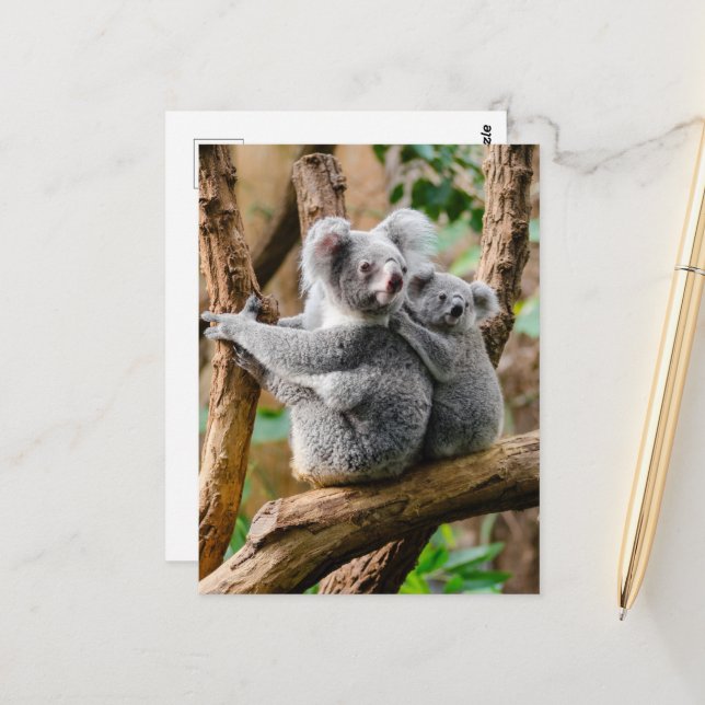 Koala with Baby in a Tree in Australia Postcard (Front/Back In Situ)