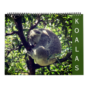koalas 2026 large calendar