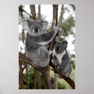 Koalas in the trees poster