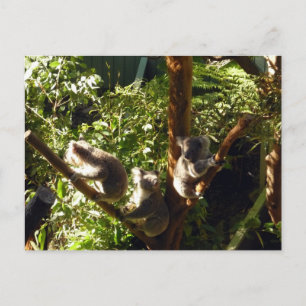 koalas postcard