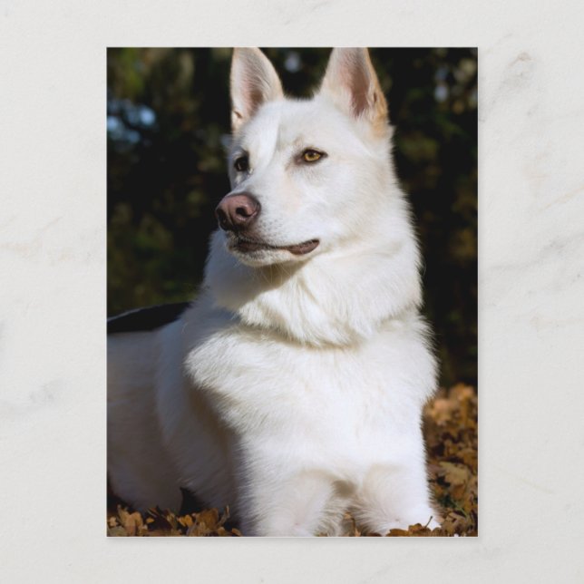 Kodah The White Shepherd Wolfdog Postcard (Front)