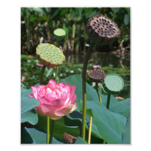 KODAK Print Pink Lotus & Pods
