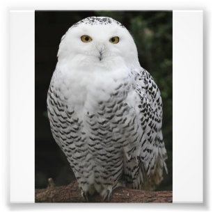 Kodak Professional Photo Paper (Satin)